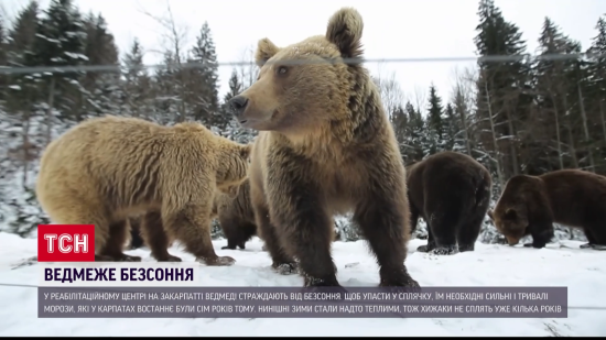 На Закарпатье медведи перестали впадать в спячку: в чем опасность (фото, видео)