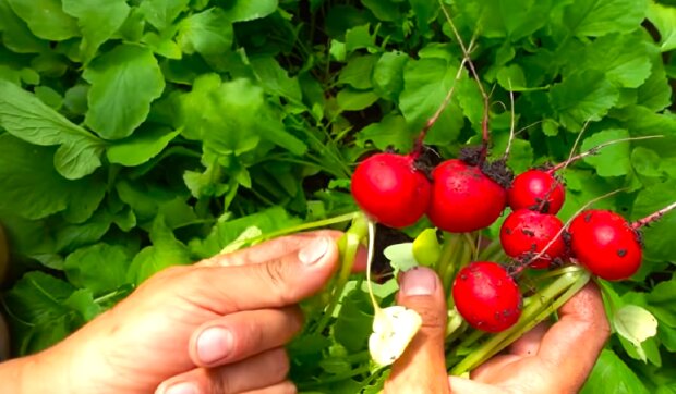 Як виростити багатий урожай солодкої редиски: хрумтітиме і радуватиме смаком