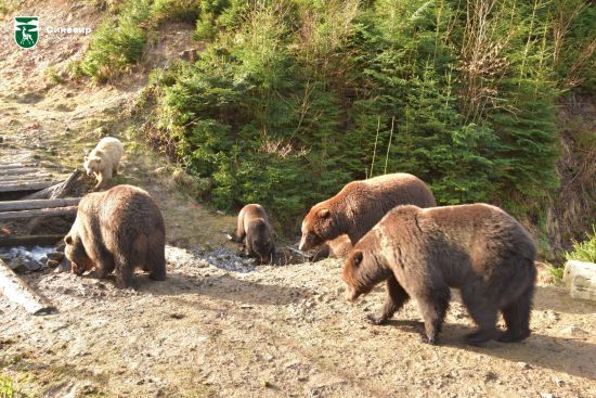 Вдохновляющее явление: в Карпатах медведи выходят из зимней спячки (фото)