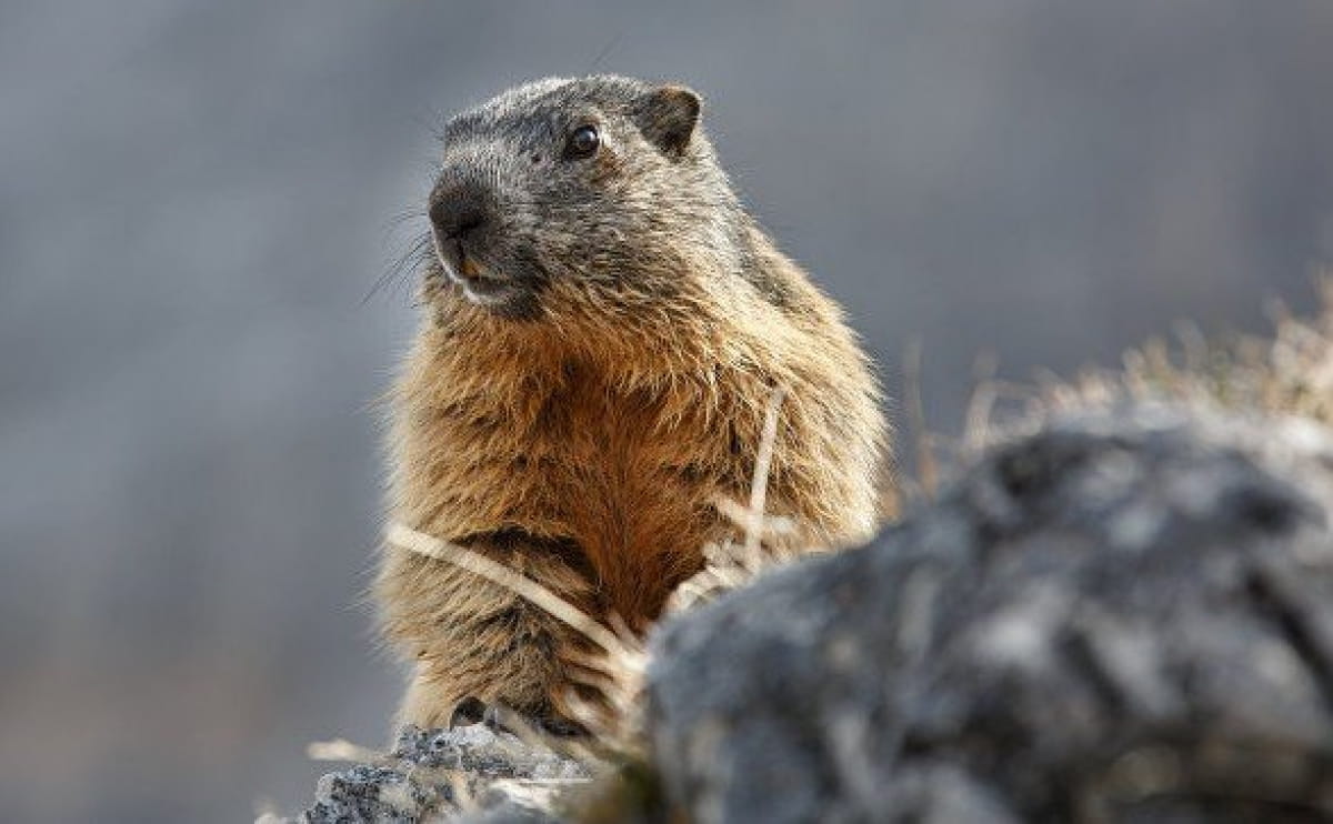 Урок сурок. Мармот сурок. Сурок Степной, Байбак (Marmota Bobak). Сурок Мензбира. Альпийский сурок.