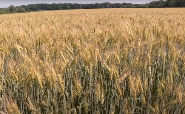 Одеських зернотрейдерів звинуватили у податкових скрутках: хто замовив медіакампанію?